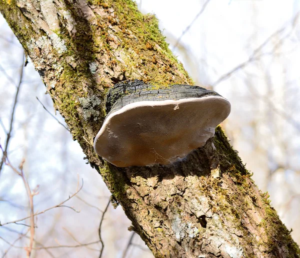 Ganoderma süd (ganoderma australe). der Hut auf diesem Artikel ist fl — Stockfoto