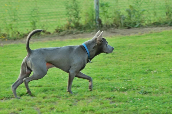 Thai Ridgeback, ook bekend als Trd, Mah Thai, of Mah Thai Lang Ah — Stockfoto