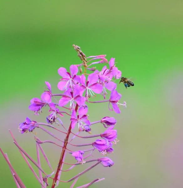 A bee flies near a wild flower and pollinates — 스톡 사진