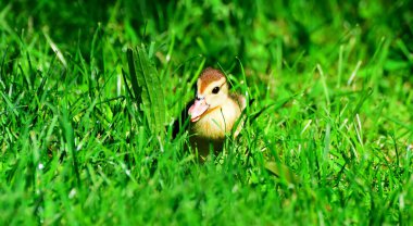 Misk ördeği portre