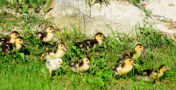 Köyde küçük bir ördek var. — Stok fotoğraf