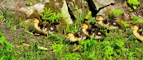 Pato moscovita pequeño en el pueblo — Foto de Stock