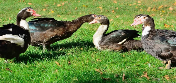 Pato almizclero, cisne mudo, dragón, en el campo — Foto de Stock