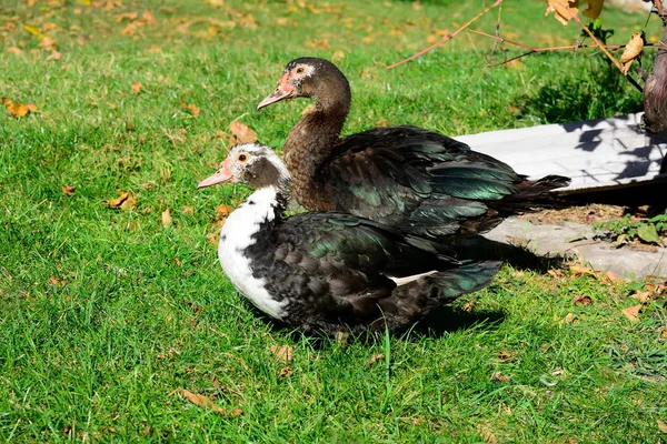 Moschusente, Höckerschwan, Erpel auf dem Land — Stockfoto