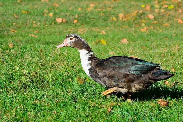 Canard musqué, cygne muet, drake, à la campagne — Photo