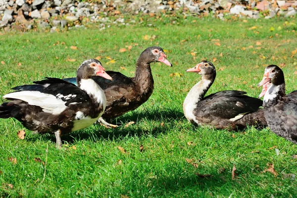 Pato almiscarado, cisne mudo, drake, no campo — Fotografia de Stock