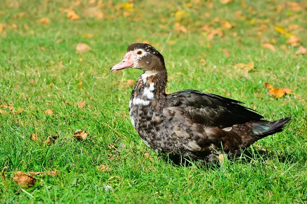 Canard musqué, cygne muet, drake, à la campagne — Photo