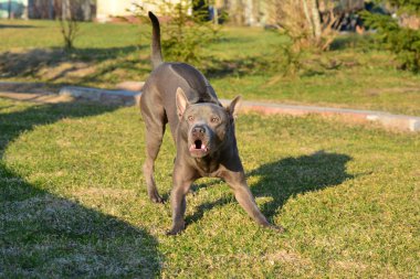 Thai Ridgeback, diğer adıyla Trd, Mah Thai, veya Mah Thai Lang Ah