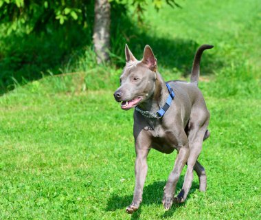 Thai Ridgeback, diğer adıyla Trd, Mah Thai, veya Mah Thai Lang Ah