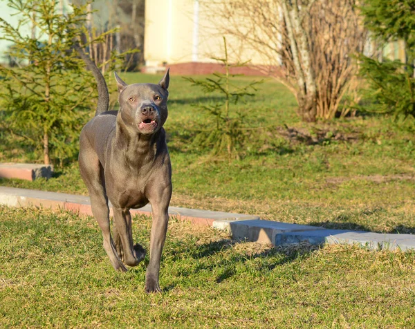 Thai Ridgeback, also known as TRD, Mah Thai, or Mah Thai Lang Ah — Stock Photo, Image