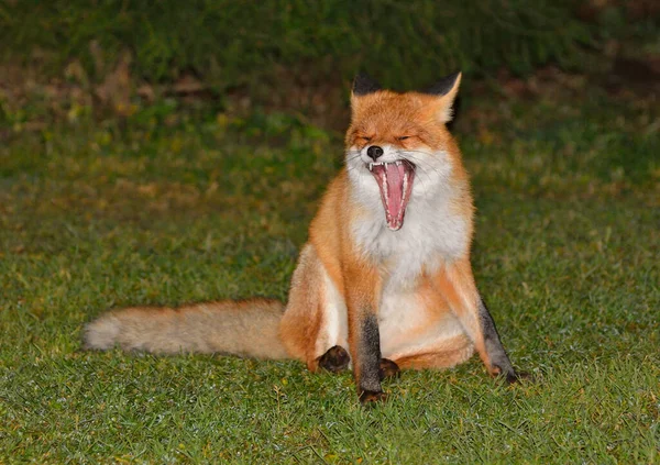 Yawning fox sits on the grass — 스톡 사진