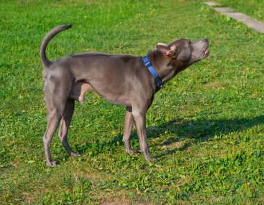 Thai ridgeback, ayrıca vidoma yak Trd, Mah Thai, veya Mah Thai Lang 