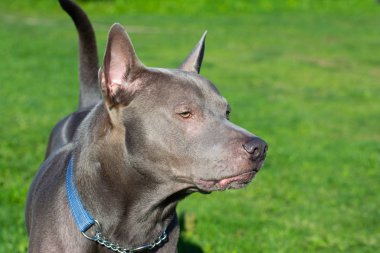 Thai ridgeback, ayrıca vidoma yak Trd, Mah Thai, veya Mah Thai Lang 