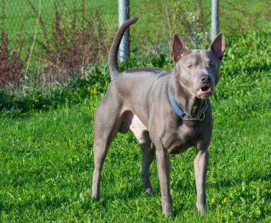 Thai ridgeback, ayrıca vidoma yak Trd, Mah Thai, veya Mah Thai Lang 