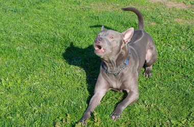 Thai ridgeback, ayrıca vidoma yak Trd, Mah Thai, veya Mah Thai Lang 