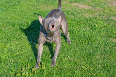 Thai ridgeback, ayrıca vidoma yak Trd, Mah Thai, veya Mah Thai Lang 