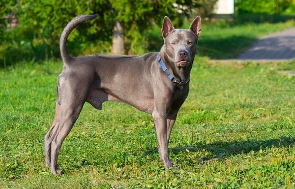 Thai ridgeback, auch vidoma yak trd, mah thai oder mah thai lang — Stockfoto