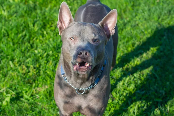 Thaise Ridgeback, ook vidoma yak Trd, Mah Thai, of Mah Thai Lang — Stockfoto