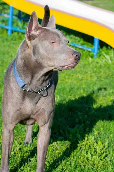 Thaise Ridgeback, ook vidoma yak Trd, Mah Thai, of Mah Thai Lang — Stockfoto