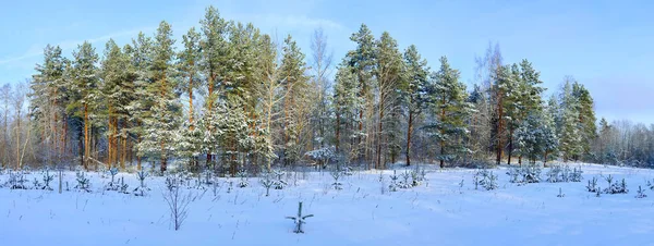 Panorama Sosnowego Lasu Zimą — Zdjęcie stockowe