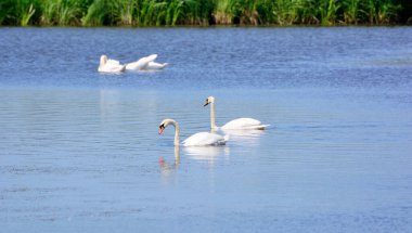 Gölette dinlenen beyaz kuğular
