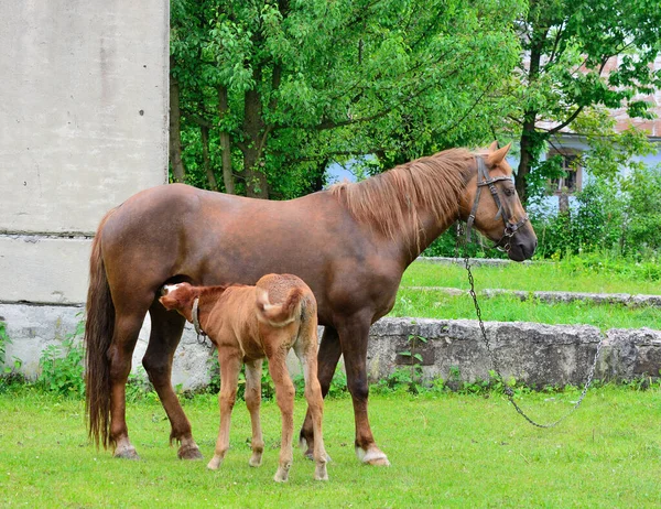 A horse in a pasture feeds a foal