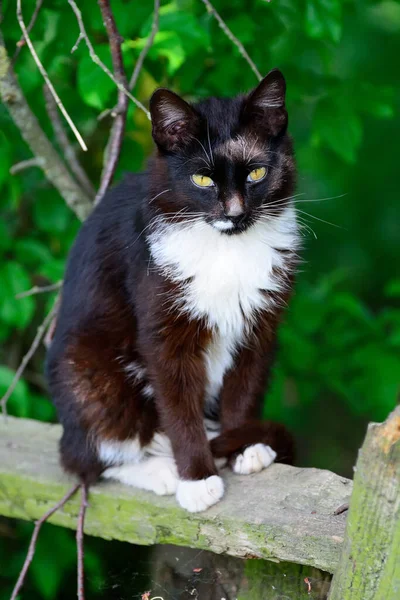 黑白相间的猫坐在栅栏上 — 图库照片