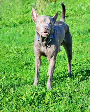 Thai ridgeback, yine vidoma yak Trd, Mah Thai, veya Mah Thai Lang Ahn - yaşlı köpek cinsi, pervasızca, elbette, bu cins standart..