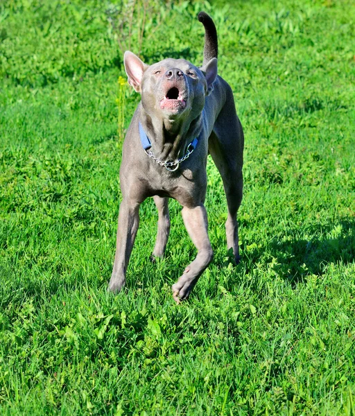 Thai Ridgeback Auch Vidoma Yak Trd Mah Thai Oder Mah — Stockfoto