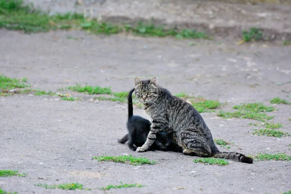 Mamá Gato Con Negro Cachorro — Foto de Stock