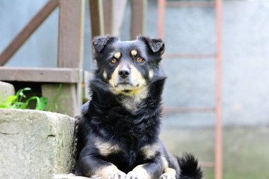 Bir evin verandasındaki bir köpeğin portresi.