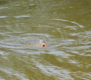 Balıkçı oltasında büyük bir balık