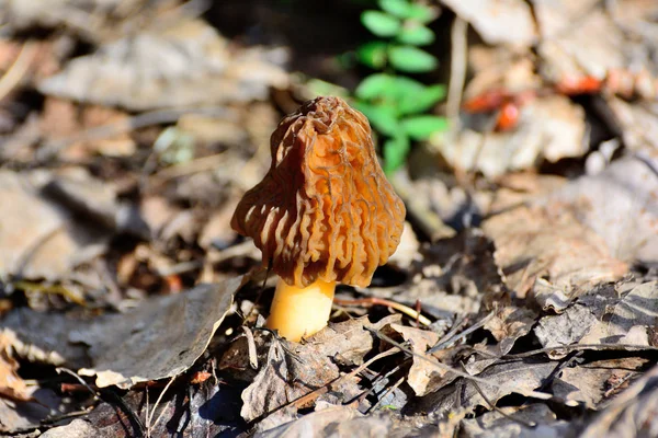 Morel Łac Morchella Rodzaj Grzybów Jadalnych Rodziny Morellowatych Morshell — Zdjęcie stockowe