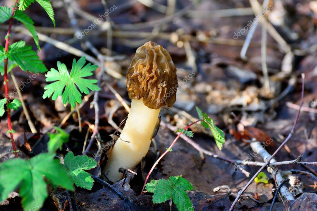 Morel es un género de hongos comestibles de la familia Morel.. 2024