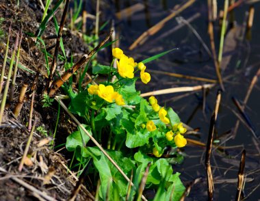 Marsh marigold (C. palustris), uzun ömürlü bir sulak arazi bitkisidir..