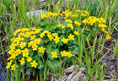 Marsh marigold (C. palustris), uzun ömürlü bir sulak arazi bitkisidir..