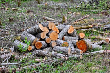 Yerde yeni kesilmiş odun yığını var.