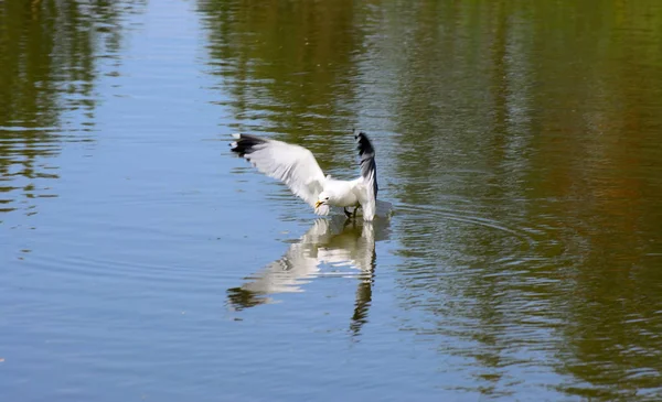 Mouette Grise Attrape Poisson Dans Étang — Photo