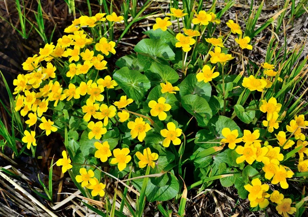 Marsh Marigold Palustris Een Meerjarige Wetlandplant Met Een Korte Wortelstok — Stockfoto