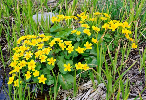 Marsh Marigold Palustris Een Meerjarige Wetlandplant Met Een Korte Wortelstok — Stockfoto