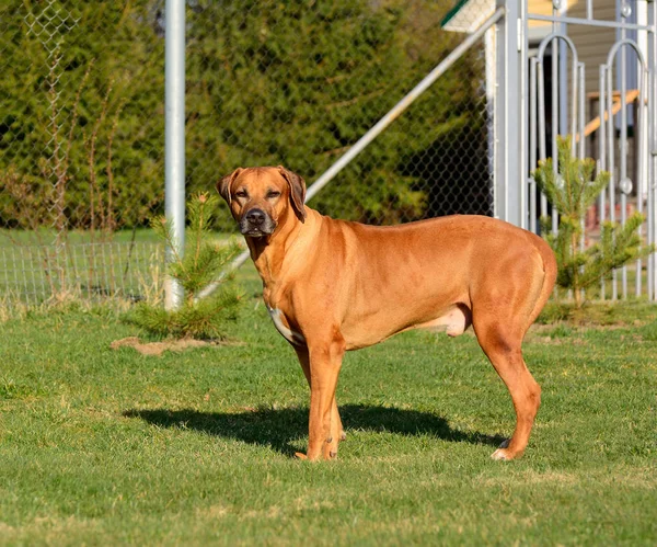 Rhodesian Ridgeback Rhodesian Ridgeback Única Raça Cães Sul Africanos Pertence — Fotografia de Stock