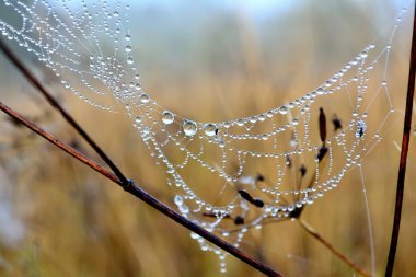 Örümcek ağında güzel su damlaları