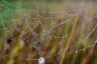 Örümcek ağında güzel su damlaları