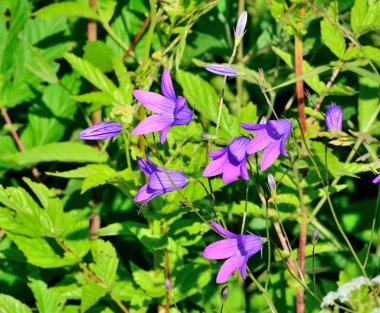 Vahşi doğada Campanula çiçeği