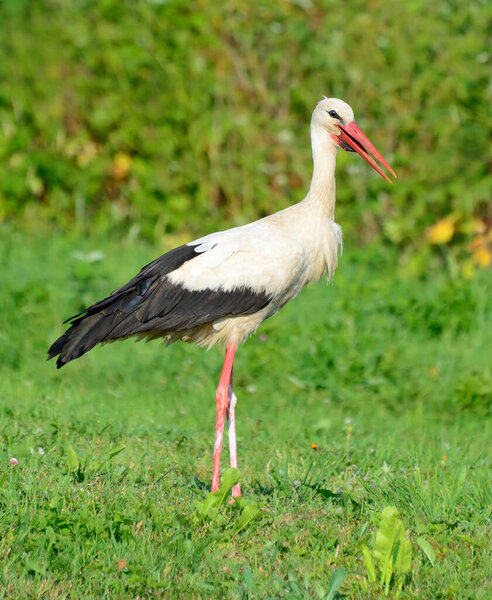 A stork walks across the field looking for food