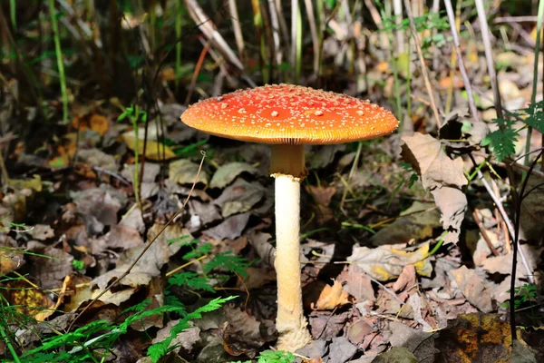 Der Rot Weiße Giftige Fliegenpilz Amanita Muscaria Oder Fliegenpilz — Stockfoto