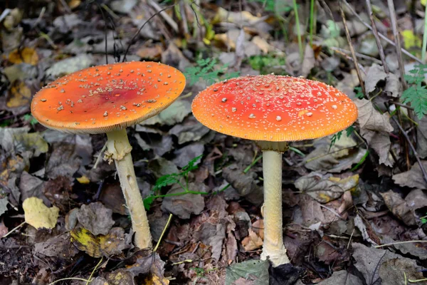 Der Rot Weiße Giftige Fliegenpilz Amanita Muscaria Oder Fliegenpilz — Stockfoto