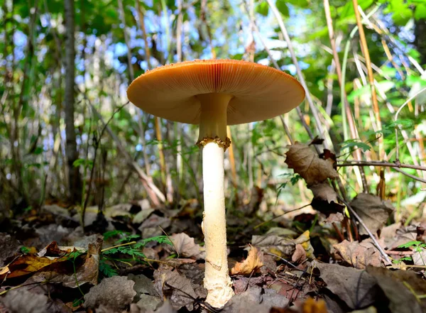 Las Heces Venenosas Rojas Blancas Llamadas Amanita Muscaria Fly Agaric —  Fotos de Stock