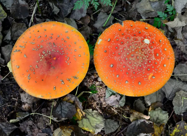 Toadstool Venenoso Vermelho Branco Cogumelo Chamado Amanita Muscaria Fly Agaric Imagem De Stock