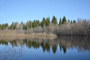 Geniş bir nehirdeki bahar ormanının yansıması.